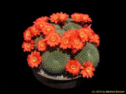 Rebutia minuscula (syn. R. scarlatea) 1105